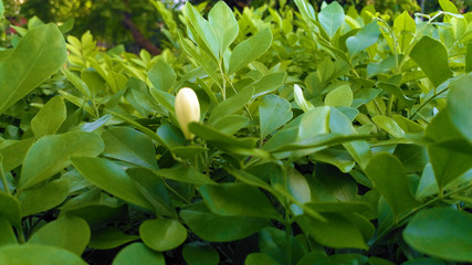 Green leaf background in garden