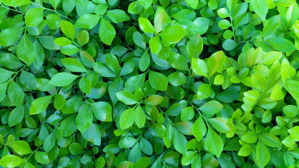 green leaves background