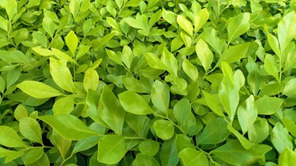 green leaves background