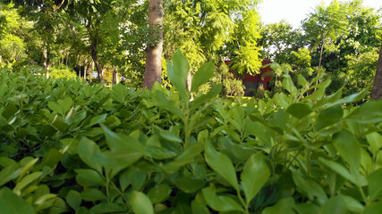 Green leaf background in garden