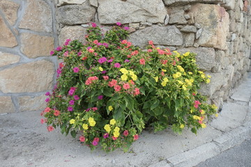 flowers in the street