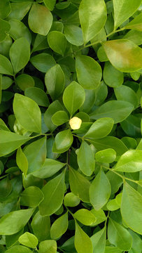 green leave background