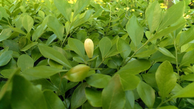 Green leaf background in garden