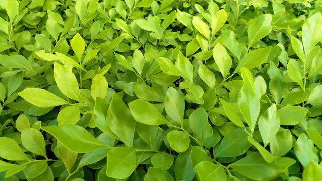green leaves background