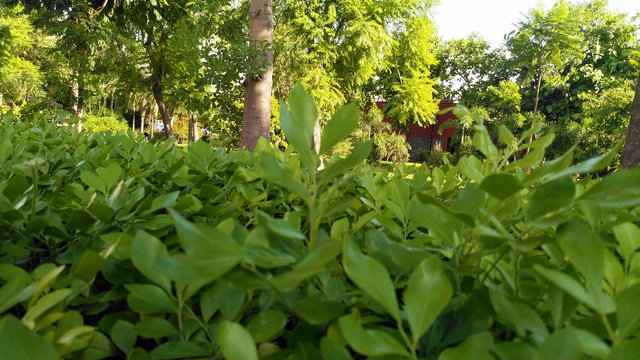 Green leaf background in garden