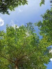 view of shady trees during the day