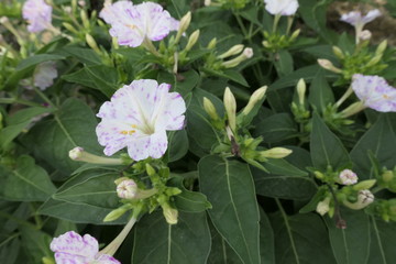 pink and white flowers