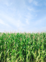 field of corn