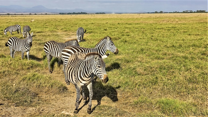 Fototapeta na wymiar A group of zebras in the wild. Striped animals graze, look at the camera. Close-up. Summer day. The savannah grass turned yellow. Kenya. Amboseli National Park.