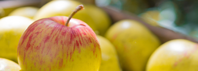 Ripe red and yellow apples are in the box: fruit background, harvest concept, place for text, close up, banner 
