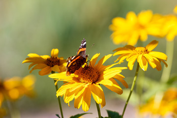 Butterfly on yellow flower in garden