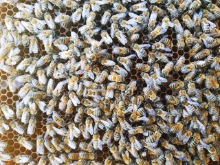 congestion of bees on a frame with honeycomb