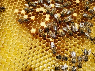 congestion of bees on a frame with honeycomb