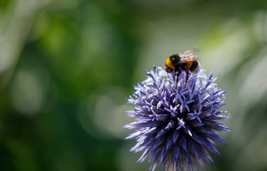 Bee on blue flower in garden