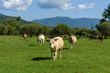 Naklejka na ściany i meble Cows grazing on a green summer meadow