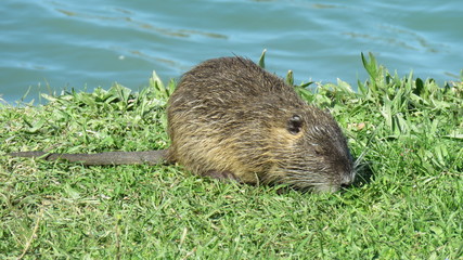 Nutria