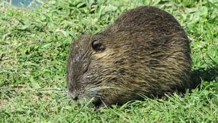 Nutria