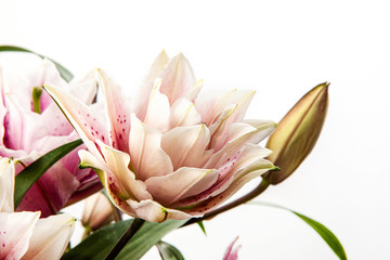 Bouquet of pink and white lilies isolated on white background. Macro view of lily  