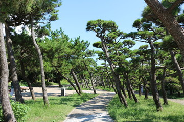 Fototapeta na wymiar 神奈川県三浦半島の南端にある城ヶ島公園内にある松林と遊歩道