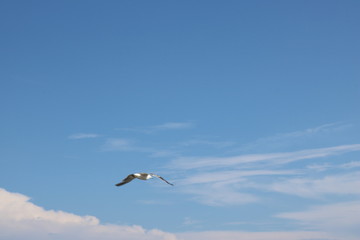 神奈川県三浦半島の南端の城ヶ島大橋から海鳥を望む