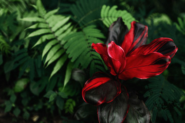 colorful flower on dark tropical foliage nature background