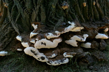 mushrooms on a tree