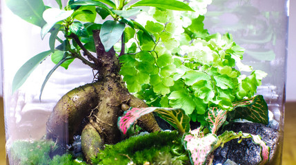 design intérieur végétal terrarium plante arbre 