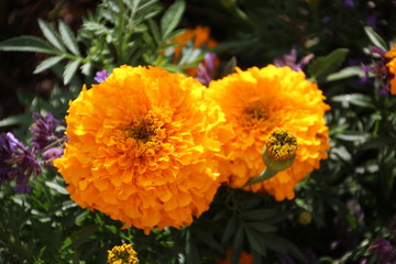 Marigold In Bloom, Cascade Gardens, Banff National Park, Alberta
