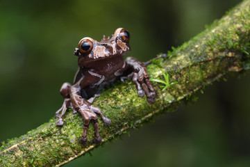 Crowned Tree Frog on branch