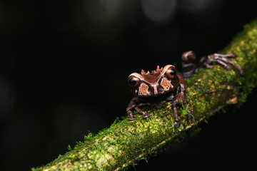 Crowned Tree Frog on branch black background