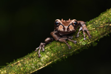Crowned Tree Frog on branch black background