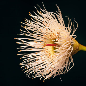 Single Flowering Gum flower macro close-up, isolated on black background