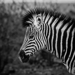 Fototapeta na wymiar black and white zebra foal head