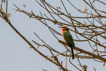 bee eater