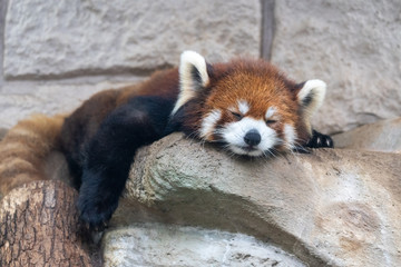 Red panda at the Osaka Zoo in Japan