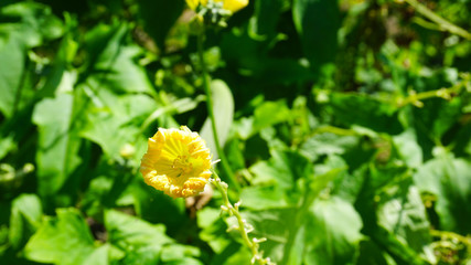 ヘチマの葉と花