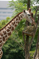 Giraffe at the Osaka Zoo in Japan