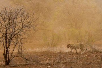 female lion walking in dust