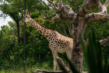 Obraz premium Giraffe at the Osaka Zoo in Japan