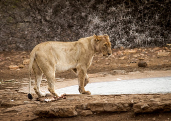 lion at waterhole