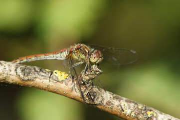 A Common Darter Dragonfly, Sympetrum striolatum, perched on a branch.