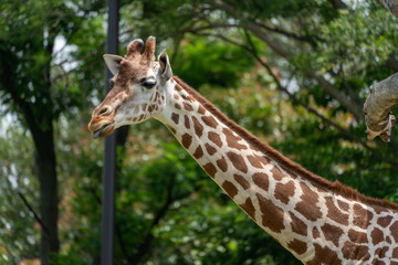 Giraffe at the Osaka Zoo in Japan