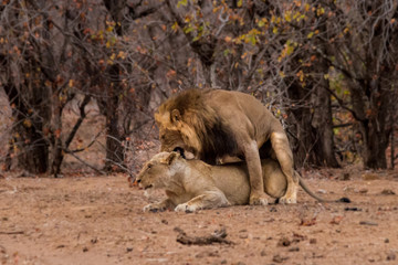 Fototapeta na wymiar mating lions 