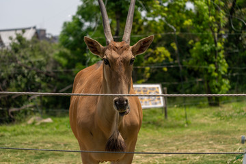 Eland at the Osaka Zoo in Japan