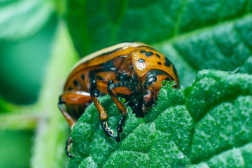 Crop pest, the Colorado potato beetle sits on the leaves of potatoes