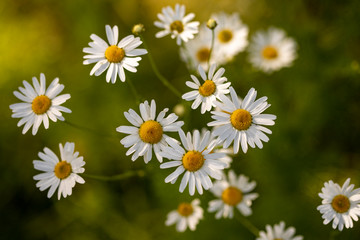 White wildflowers on a green background