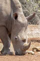 Obraz premium rhino portrait