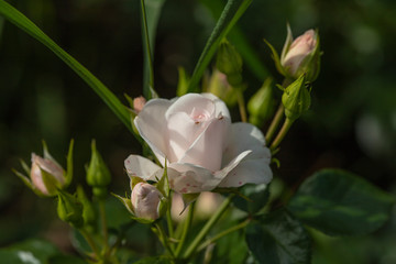 White roses with a slight pink tint on a dark green background