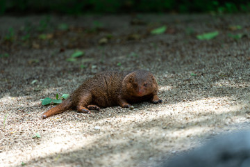Common dwarf mongoose (Helogale parvula) at the Osaka Zoo in Japan