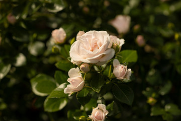 White roses with a slight pink tint on a dark green background